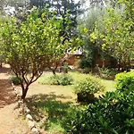 Dracena