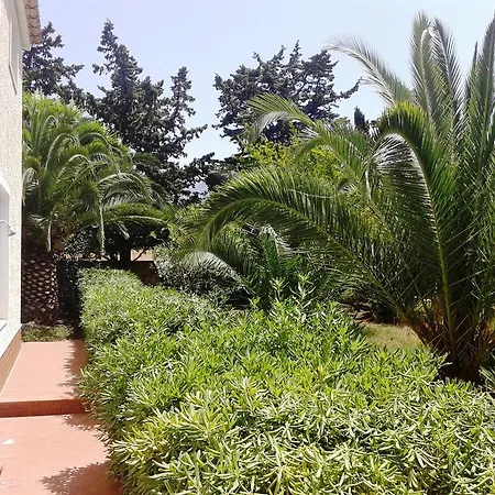 Kır Evi Dracena *