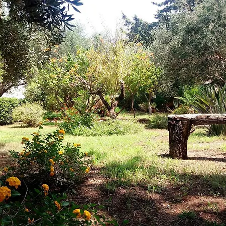Kır Evi Dracena