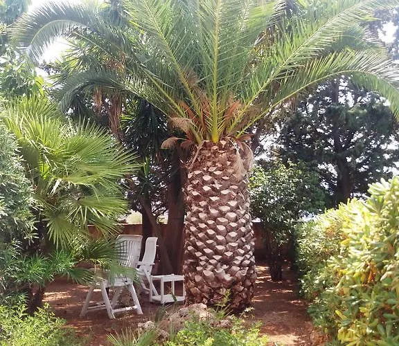 Dracena 卡斯泰卢佐