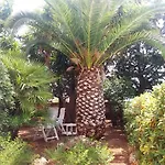 Dracena Castelluzzo