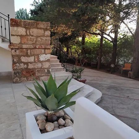 Dracena