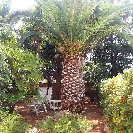 Dracena Castelluzzo