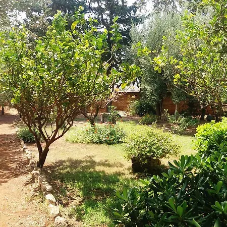 Dracena